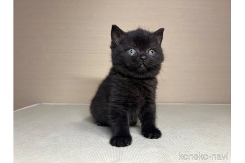 成約済の茨城県のスコティッシュフォールド-102840の3枚目